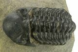Detailed Reedops Trilobite - Atchana, Morocco #376983-2
